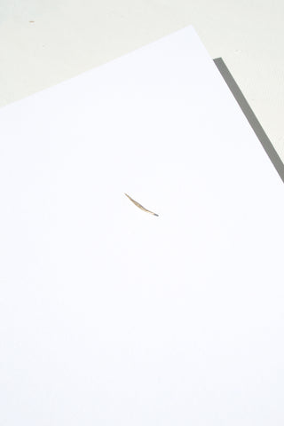 Stick Wisp